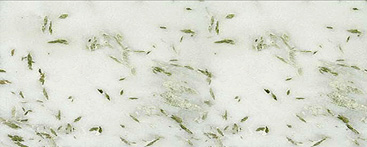 Pista — Marble
